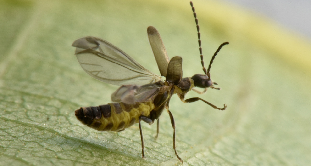 Cantharidae: quale Malthodes?  Malthodes parthenias